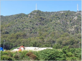 落石調査範囲となる山(白い箇所は露岩)